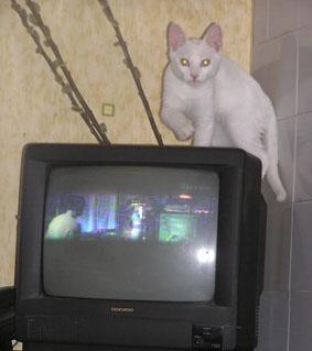 Прикрепленное изображение: 1.JPG